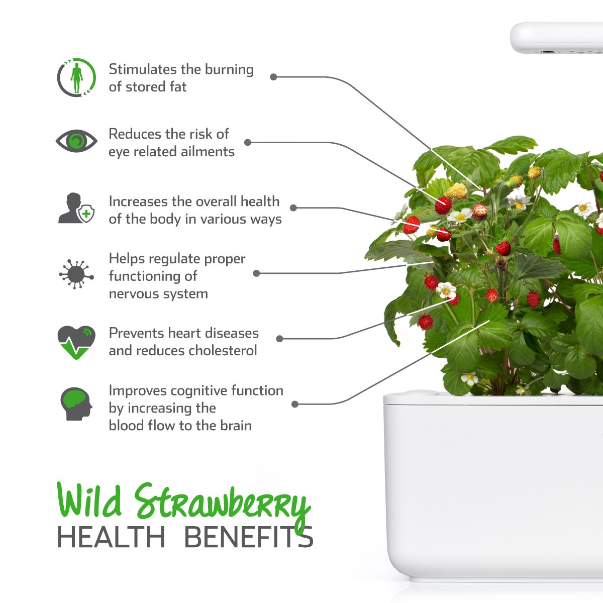 Amazon.com : Click and Grow Smart Garden Wild Strawberry Plant